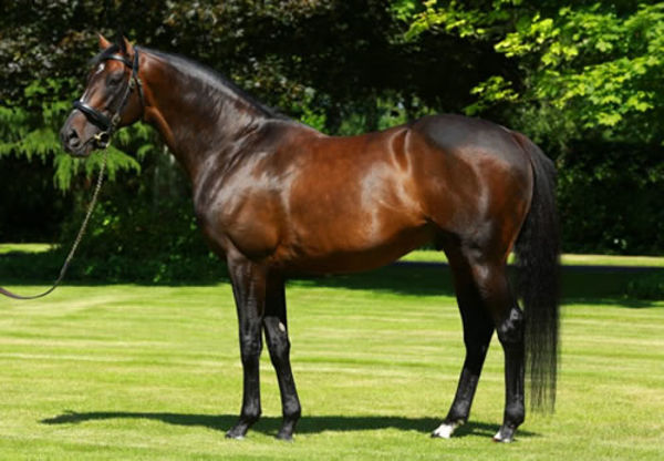 Camelot has his first son to stud in Australia this spring with Russian Camelot standing at Widden Stud Victoria.