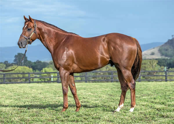 Capitalist was the busiest sire in Australia in 2021 covering 243 mares.
