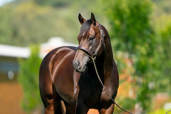 Group One 2YO winner Captivant has 15 from his first crop at the Inglis Australian Weanling Sale