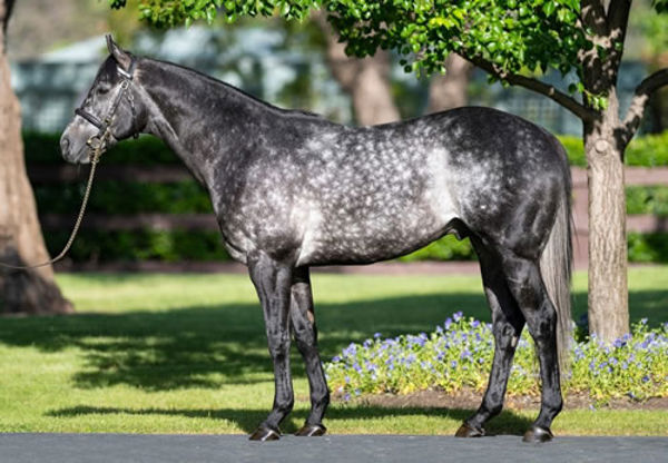 Caravaggio has sired four debut winners in the NH.
