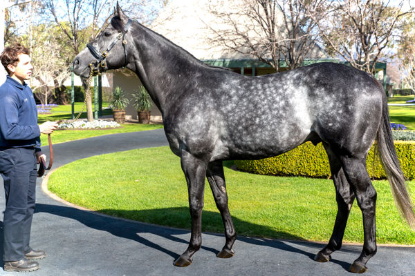 Caravaggio was a one time shuttler to Coolmore Australia and has two year-old runners  this season. 