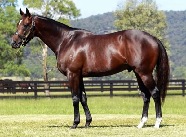 Casino Prince is Group I sire and a sire of sires.