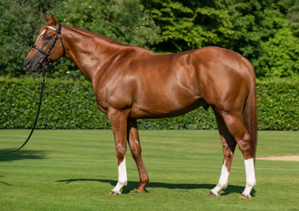 Chaldean covered 173 mares in his first season at stud in the UK.