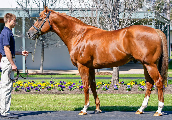 Evergreen Choisir is the sire of trial winners Malkovich and Every Rose 