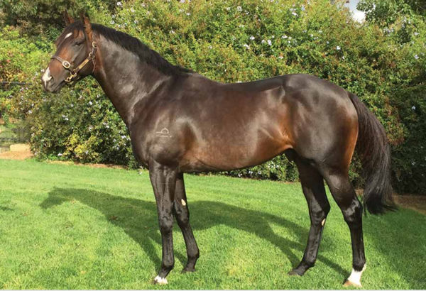 Fastnet Rock stallion Cluster is the sire of Serious Sarah.