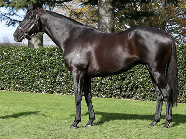Complacent is the sire of Comme Bella Fille