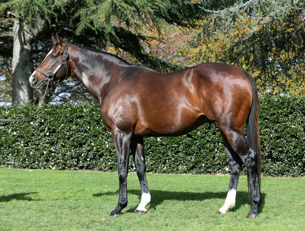 Contributer is another promising sire son of High Chaparral