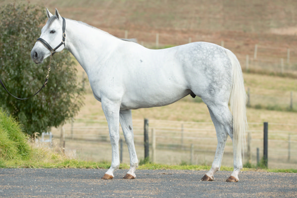 D'Argento will remain at the same fee of $16,500, click for more info and a Hypo mating. 
