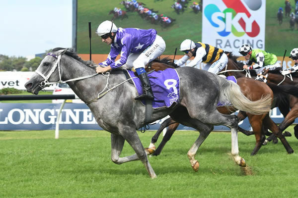 D'Argento was a popular flagbearer for Star Thoroughbreds. 