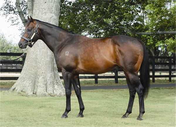 Darci Brahma is the sire of exciting 3YO Catalyst
