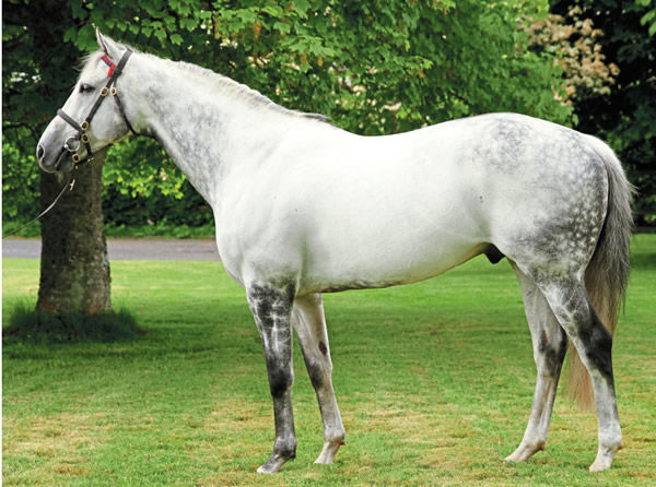 The sire of 100 SW's, Dark Angel is the sire of Top Ranked.