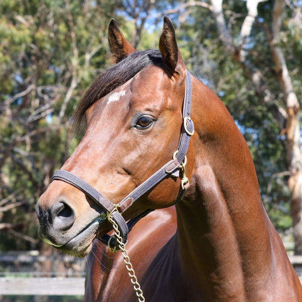 De Gaulle is priced to please at $5,500, click for a Hypo mating.