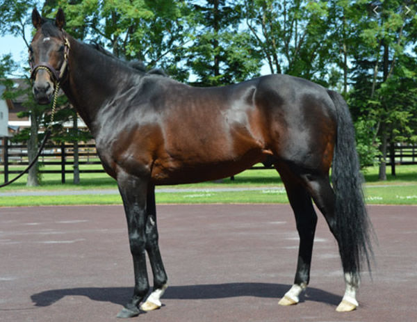 The late champion Japanese sire Deep Impact 