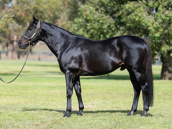 Denman, click for a Hypo mating to this dark and dashing son of Lonhro..