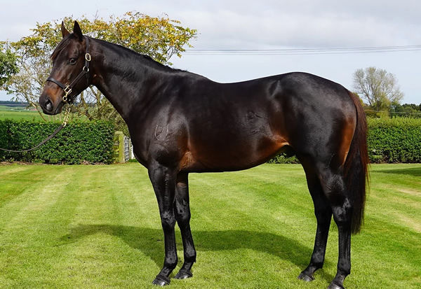 Sophmaze is the first stakes-winner for Hinchinbrook stallion Derryn. 