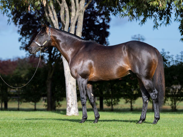 Diatonic (Jpn) has pedigree, type and performance.