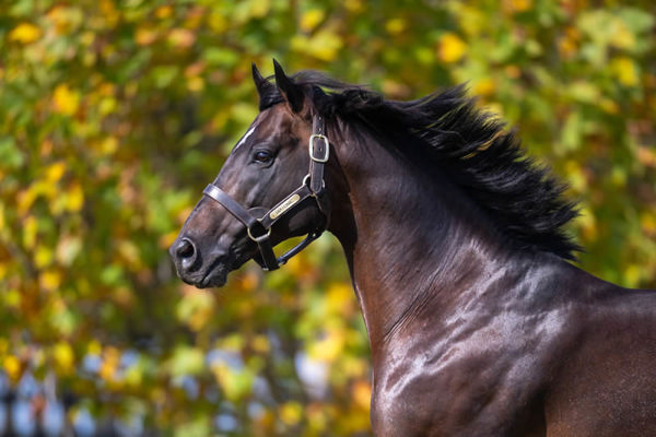 Diatonic (Jpn) was a fast sprinter miler by Lord Kanaloa.