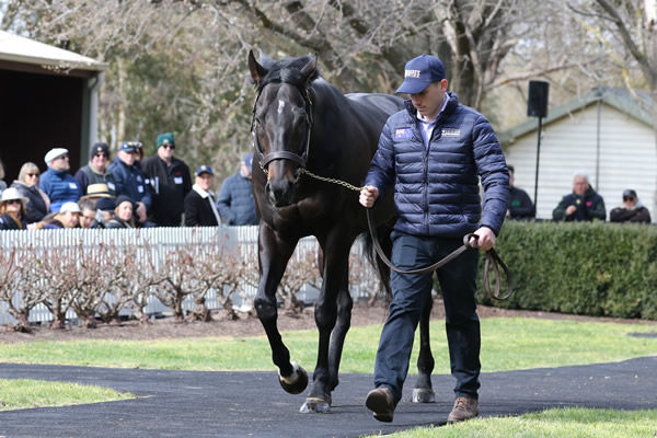 Already the sire of a SW is Dirty Work! 