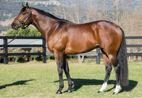 Stunning Caulfield Guineas winning son of Choisir, Divine Prophet has much to look forward to with his oldest progeny just turned 3YO. 