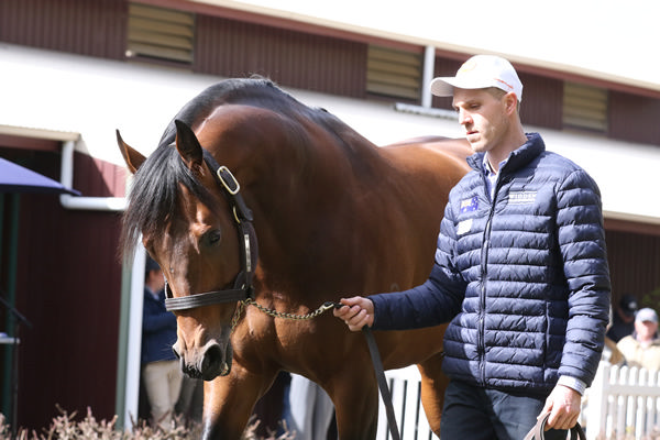 Doubtland was a $1.1million yearling and G2 winner by Not a Single Doubt, click for more info. 