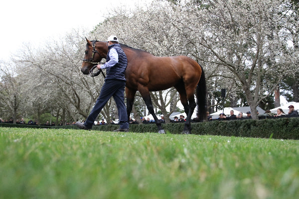 Doubtland is another young sire with first runners this season, click for more info.