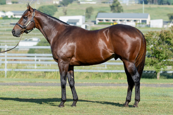 Dracarys stands at a fee of $9,900, click for more info and a Hypo mating.