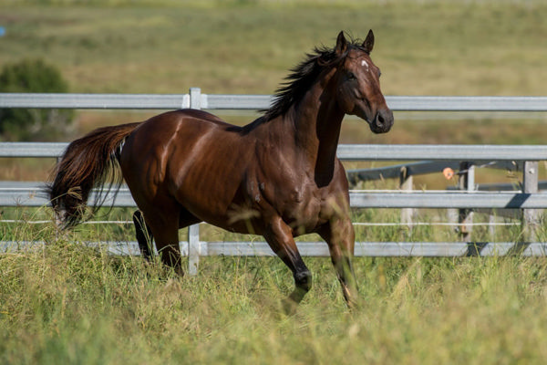 Dracarys is a sire on the rise with his best years ahead of him!