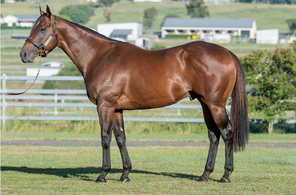 Dracarys is a promising young sire son of Snitzel.