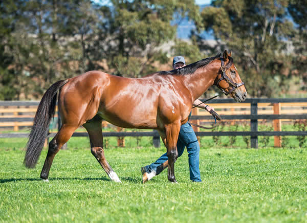 Unite and Conquer has impressed breeders this spring - click for more information.