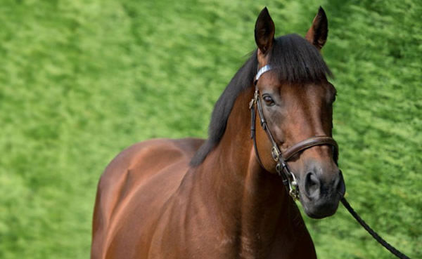 Dubawi heads the Darley Euro roster at a fee of 350,000 pounds.