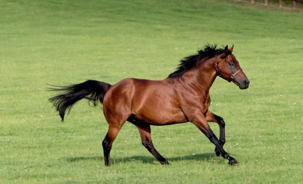 Dubawi tops the Darley roster for Europe