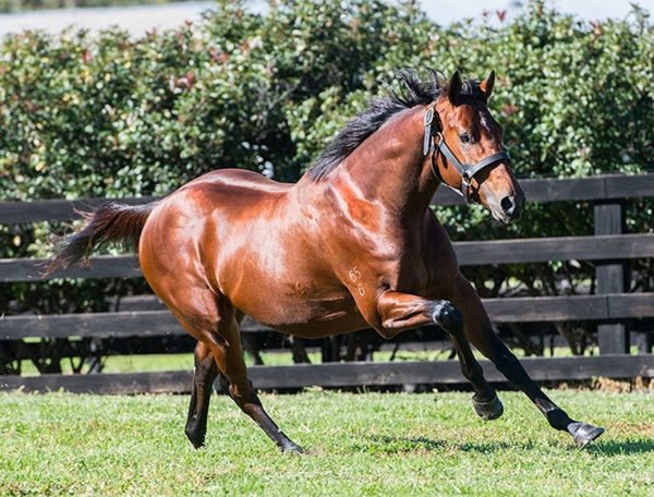 Dubious had a first crop weanling sell for $200,000 at the Inglis Australian Weanling Sale.