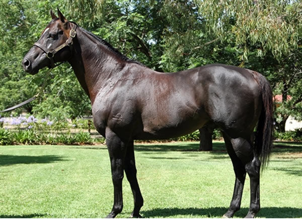 Duporth is a Premium stallion, click for more information.