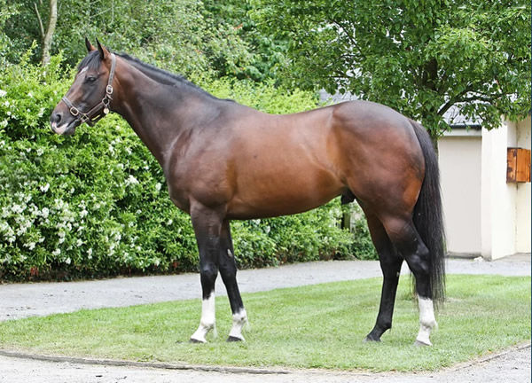 Elzaam started his life in the Hunter Valley at Kia Ora Stud