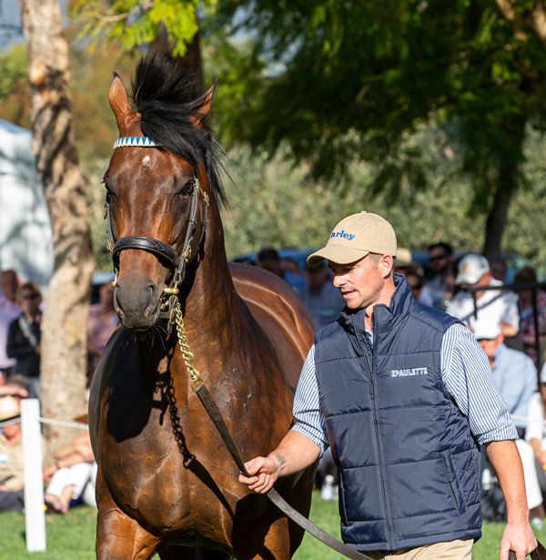 Epaulette , click to watch him parade.