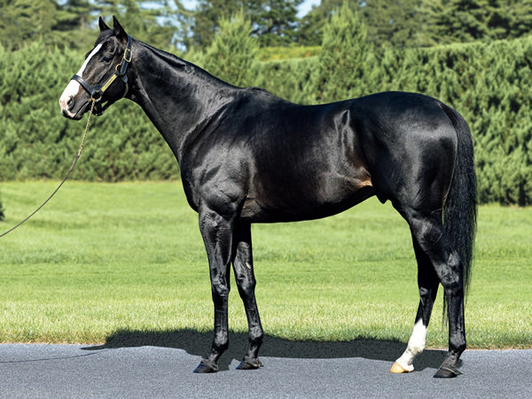 Equinox was the man of the moment with his first foals generating huge excitement.