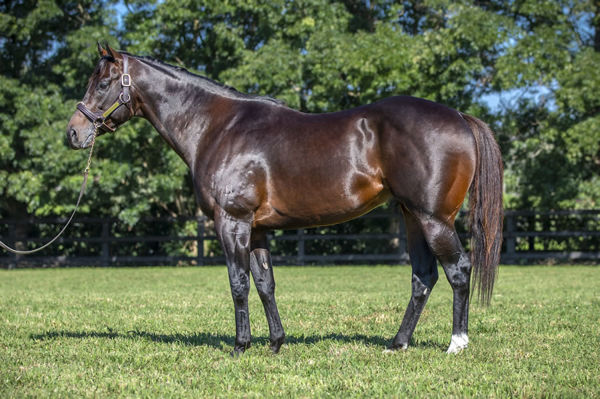 Exceedance has a sensational selection of yearlings on show, eight to be offered by Vinery. 