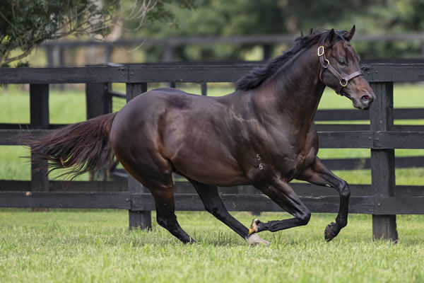 Exceedance will have his first yearlings selling in 2023.