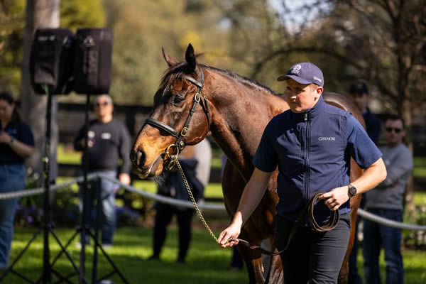Fastnet Rock, one of the truly great champion sires of Australia, RIP.