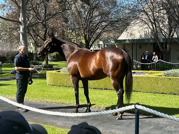 Fastnet Rock was looking good at the 2023 stallion parade.
