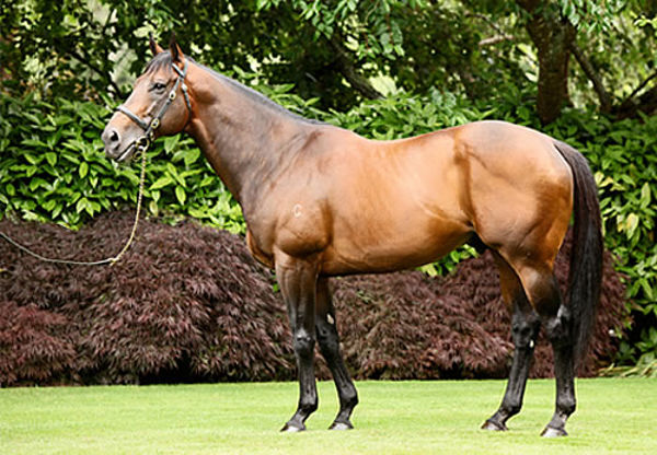 Fastnet Rock, click here to see the 76 MM 2024 yearlings from daughters of this champion sire.