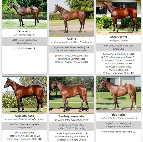 Click here to see a gallery of Fastnet Rock's best horses as yearlings