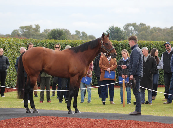 Fierce Impact (Jpn), click for more info and a Hypo mating.
