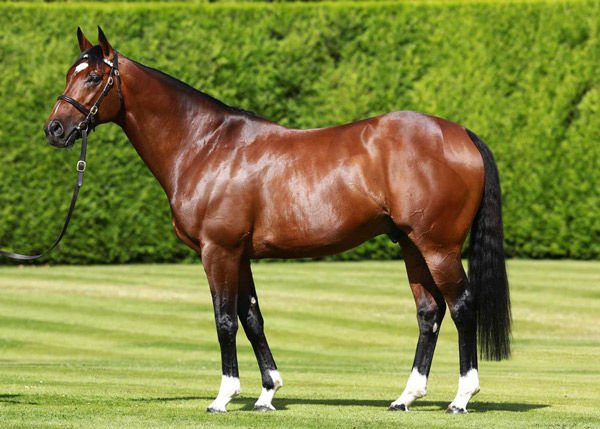 Frankel has three runners in the Caulfield Cup