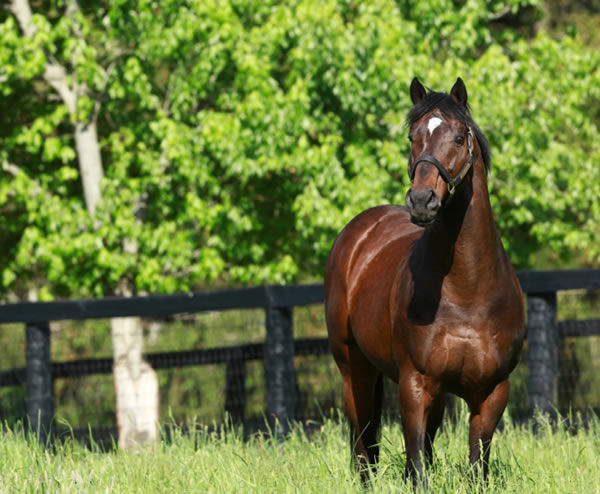 Kentucky Derby winner Fusaichi Pegasus has died aged 26.