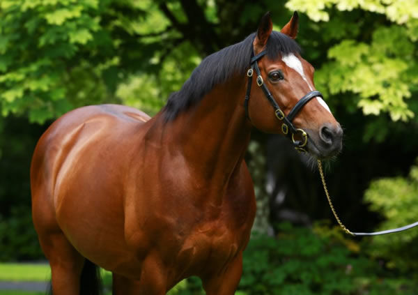 RIP Galileo, he still sired 17 stakes-winners in 2022.