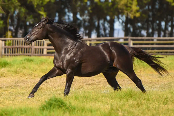 13th Group 1 winner for Gimmethegreenlight - Image Varsfontein Stud