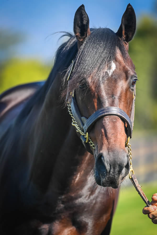 Glenfiddich is a G2 winner by Fastnet Rock, click for more info.