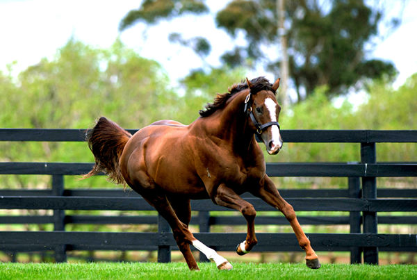 Gold Standard is now at Widden stud Victoria, click for more information.