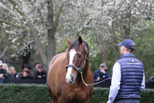 G1 producing sire Gold Standard will have his biggest and best crop of yearlings at 2025 sales, click for more info.